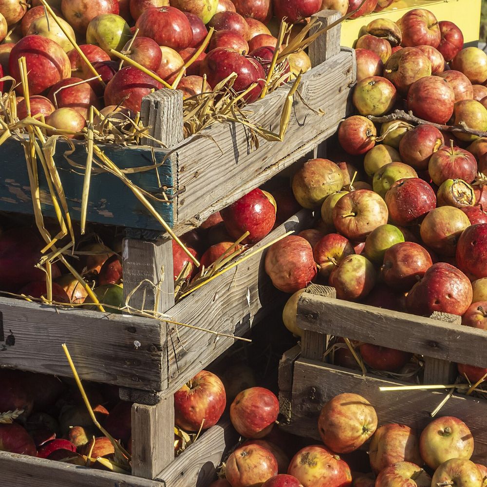 Cider interface preview 4